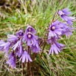 018.Soldanella major