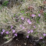 027.Ochiul gainii-Primula minima