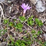 030.Ochiul gainii