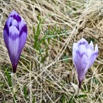 068.Brandusa de primavara(brandusa de munte)-Crocus vernus(Doamna Smaranda avea dreptate)