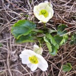 096.Ranunculus crenatus-Piciorul cocosului(traducere din franceza)