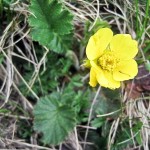 123.Geum montanum-Martisor(la maturitate floarea se transforma intr-un pamatuf,alb-roz, de seminte inaripate)