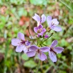 143.Cardamine pratensis-Stupitul cucului