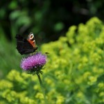 floare care hraneste