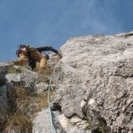 postavarul 10-11.2012 027